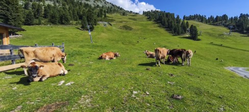 Free-grazing cows on an alpine pasture near the Acherkogel in the Stubai Alps in Hochoetz, Ötz,