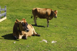 Free-grazing cows on an alpine pasture near the Acherkogel in the Stubai Alps in Hochoetz, Ötz,