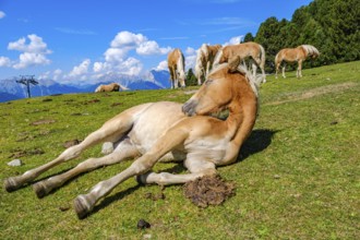 Free-grazing horses on an alpine pasture near the Acherkogel in the Stubai Alps in Hochoetz, Ötz,