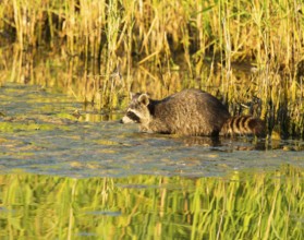 Raccoon (Procyon lotor), looking for food in the shallow water zone of a lake, Lower Saxony,