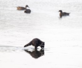 Raccoon (Procyon lotor), young raccoon looking for food in the shallow water zone of a lake, behind