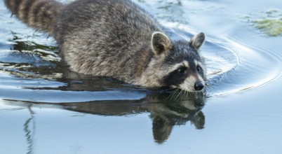 Raccoon (Procyon lotor) runs through the shallow water zone of a lake, Lower Saxony, Germany