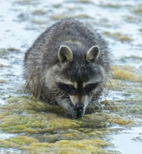 Raccoon (Procyon lotor), looking for food in the shallow water zone of a lake, Lower Saxony,