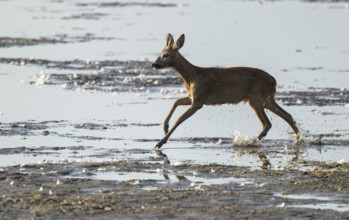 Deer (Capreolus capreolus), young roebuck running through the shallow water zone of a lake, Lower
