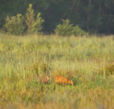 Deer (Capreolus capreolus), ricke and fawn stand on a wet meadow, Lower Saxony, Germany