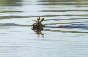 Deer (Capreolus capreolus), young roebuck swimming through a lake, Lower Saxony, Germany