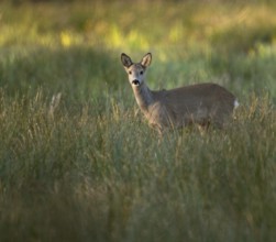 Deer (Capreolus capreolus), Ricke im Winterfell standing in a meadow, Lower Saxony, Germany