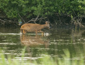 Deer (Capreolus capreolus), young roebuck runs through the shallow water zone of a lake, kingfisher