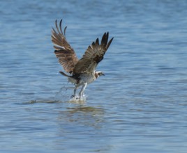 Osprey (Pandion haliaetus) flies over a blue water surface of a lake while hunting fish, Lower