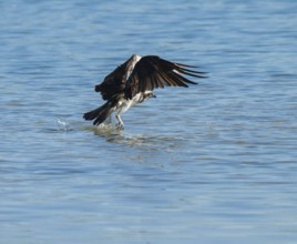 Osprey (Pandion haliaetus) flies over a blue water area of a lake, Lower Saxony, Germany while