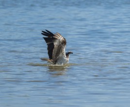 Osprey (Pandion haliaetus) emerges from water while hunting a fish, blue water, Lower Saxony,