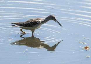 Green thighs (Tringa nebularia) looking for food in the shallow water zone of a body of water,