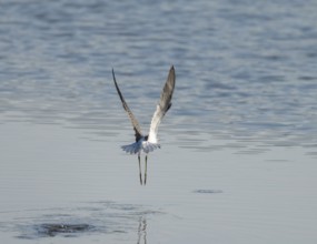 Green leg (Tringa nebularia) flying over a body of water, wetland, Lower Saxony, Germany