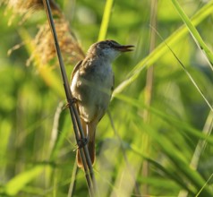 Thrush warbler (Acrocephalus arundinaceus) on a reed, reed (Phragmites australis), Lower Saxony,