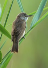 Thrush warbler (Acrocephalus arundinaceus) on a reed, reed (Phragmites australis), Lower Saxony,