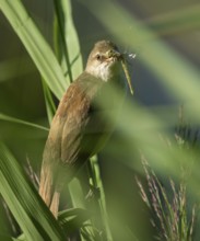 Bluebird (Acrocephalus arundinaceus) on a reed stalk, reed (Phragmites australis), with prey