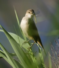 Bluebird (Acrocephalus arundinaceus) on a reed stalk, reed (Phragmites australis), with prey