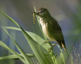 Bluebird (Acrocephalus arundinaceus) on a reed stalk, reed (Phragmites australis), with prey