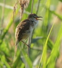 Thrush warbler (Acrocephalus arundinaceus), singing, on a reed, reed (Phragmites australis), Lower