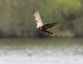 Harrier (Circus aeruginosus), female searching for food in flight, Lower Saxony, Germany