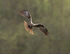 Harrier (Circus aeruginosus), female looking for food flying Lower Saxony, Germany
