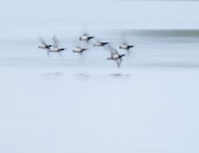 Heron duck (Aythya fuligula), heron flying over a lake, motion blur, long exposure, pull, mopping
