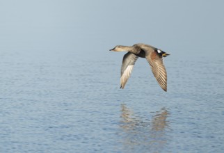 Schnatter duck (Mareca strepera), male flying across a lake, Lower Saxony, Germany