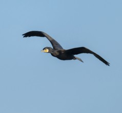 Cormorant (Phalacrocorax carbo) in flight, blue sky, Lower Saxony, Germany