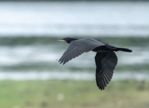Cormorant (Phalacrocorax carbo) flying, Lower Saxony, Germany