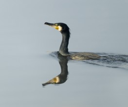 Cormorant (Phalacrocorax carbo) swims on a lake, Lower Saxony, Germany