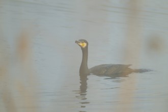 Cormorant (Phalacrocorax carbo) swimming on a lake, fog, Lower Saxony, Germany