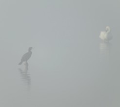 Cormorant (Phalacrocorax carbo) stands on a stake in the shallow water zone of a lake, Lower
