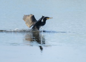 Cormorant (Phalacrocorax carbo) lands on a lake, Lower Saxony, Germany