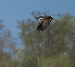 White-tailed eagle (Haliaeetus albicilla) in flight looking for food, Lower Saxony, Germany