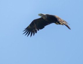 White-tailed eagle (Haliaeetus albicilla) in flight looking for food, blue sky, Lower Saxony,