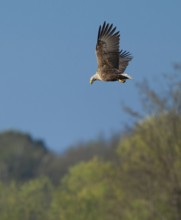 White-tailed eagle (Haliaeetus albicilla) in flight looking for food, Lower Saxony, Germany
