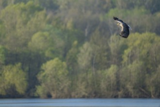 White-tailed eagle (Haliaeetus albicilla) in flight, looking for food over a lake, Lower Saxony,