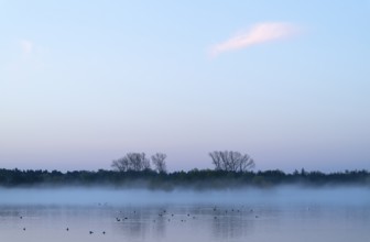 Lake and birds on water in front of sunrise, clouds of fog, Lower Saxony, Germany