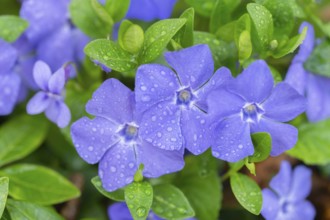 Small evergreen (Vinca minor), blooming, Lower Saxony, Germany