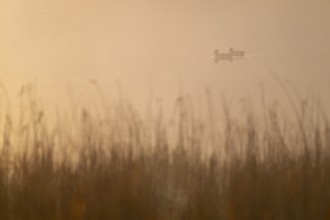 Mallards (Anas platyrhynchos) swim in warm morning light on a lake, fog, Lower Saxony, Germany