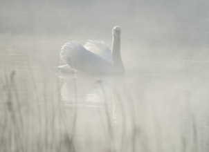 Silted swan (Cygnus olor) swims in impressive position on a lake, fog, Lower Saxony, Germany
