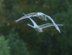 Silted swan (Cygnus olor), two swans in flight, Lower Saxony, Germany
