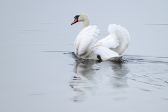 Silted swan (Cygnus olor) swims in impressive position on a lake, Lower Saxony, Germany