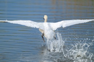 Humped swan (Cygnus olor) takes off from a lake, blue water, Lower Saxony, Germany