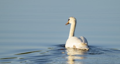 Silted swan (Cygnus olor) swimming on a lake, blue water, Lower Saxony, Germany