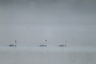 Humped swans (Cygnus olor) swimming on a lake in morning light, fog, Lower Saxony, Germany