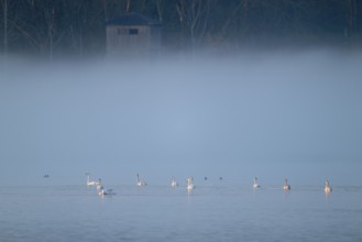 Humped swans (Cygnus olor) swimming on a lake in the morning light in fog, clouds of fog, Lower