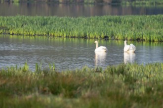 Humped swans (Cygnus olor) swim on a lake in a wetland, Lower Saxony, Germany