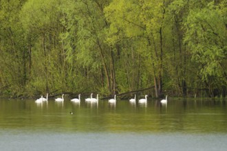 Humped swans (Cygnus olor) swimming on a lake, green forest, willows (Salix), spring, Lower Saxony,