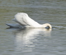 Silted swan (Cygnus olor) swims on a lake, with its head in water while searching for food, Lower